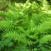 Japanese Fern